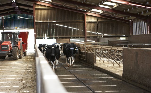 Large dairy farms often confine cows to facilities where waste can be managed, rather than to pasture.