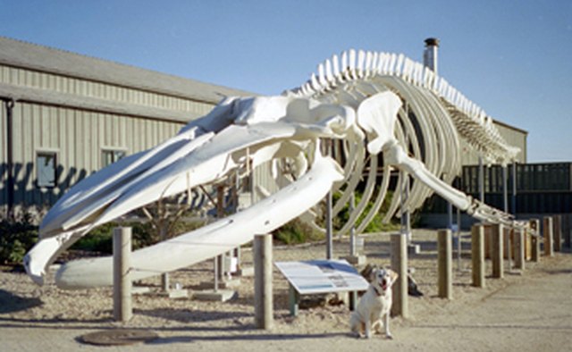 Whale Bones