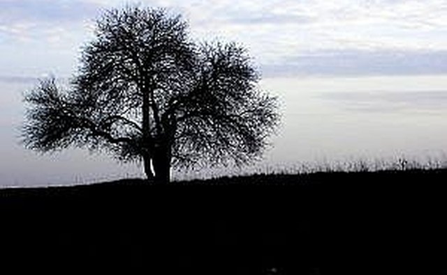 loniless~Michal Zacharzewski SXC