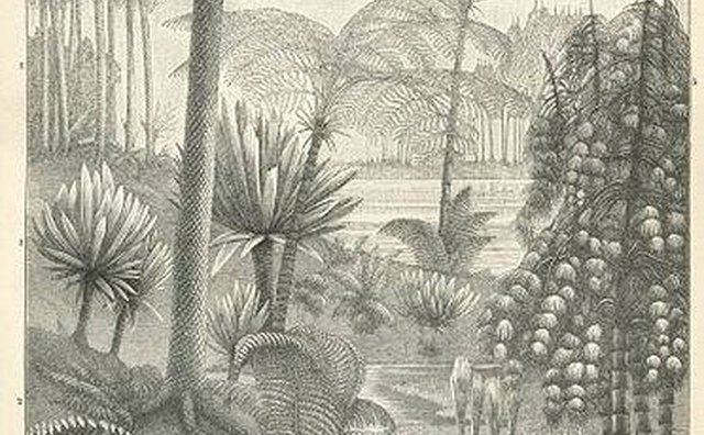 Nineteenth-century print of carboniferous plants