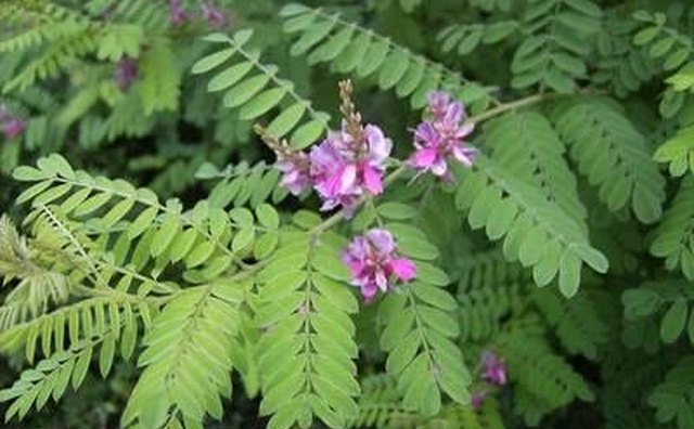 Indigo Plant Courtesy University of Hannover, Germany