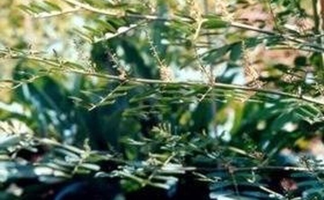 Indigofera arrecta Plant courtesy of Botanicolor