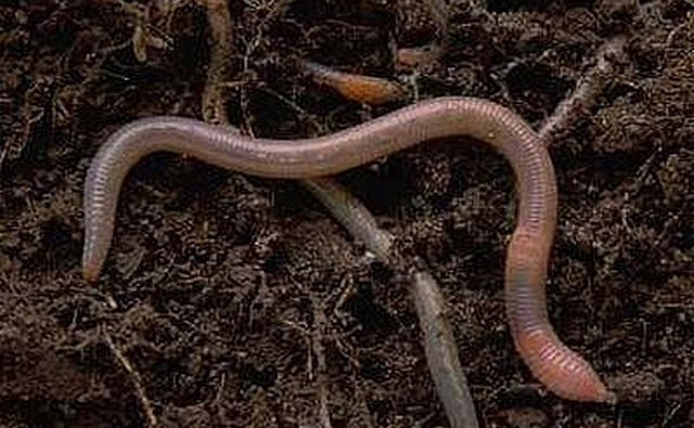 Fishing worm