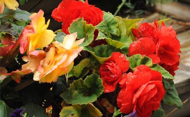 Bright flowers for a new mother