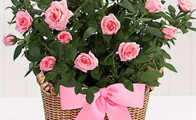 A potted plant plays to your boss's feminine side without being too personal.