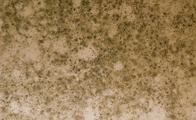 Mold will be present in flooded cars unless it has been removed.