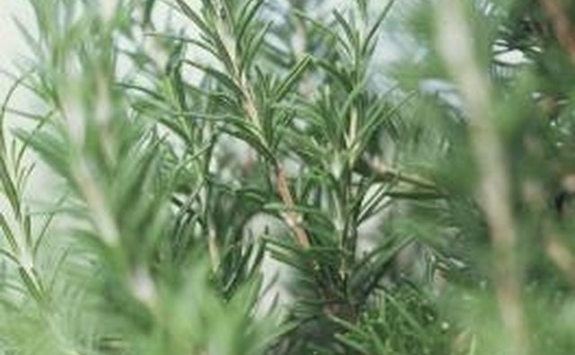Rosemary repels evil spirits.
