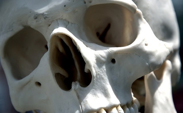 The famous skull of Yorick from