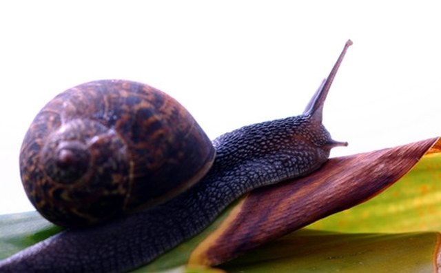 Was the 'hilazon' a snail?