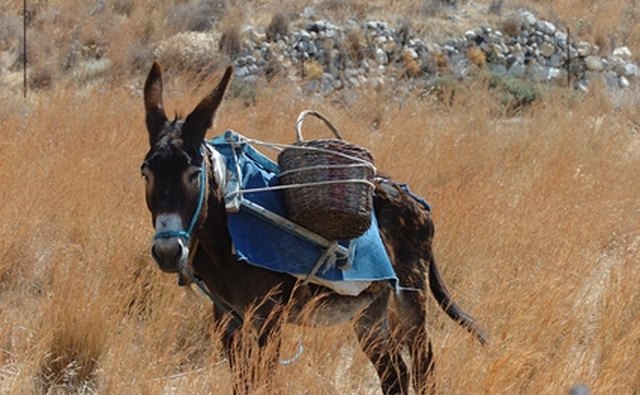 The good Samaritan put the Jewish man on his own donkey.