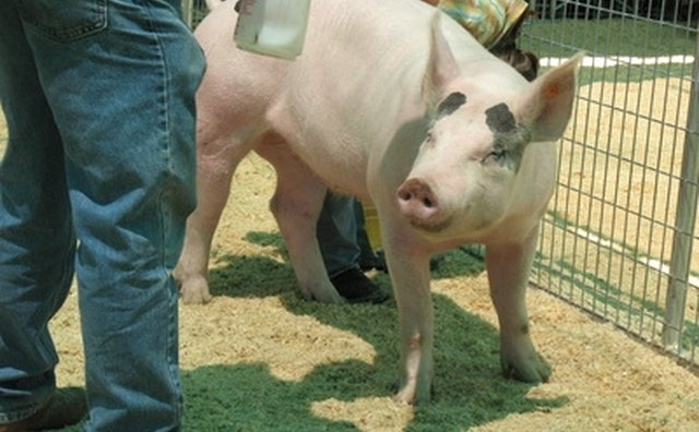A county fair or petting zoo can bring a smile to his face.
