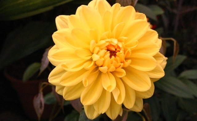 Yellow chrysanthemums are a popular flower at Chinese funerals.