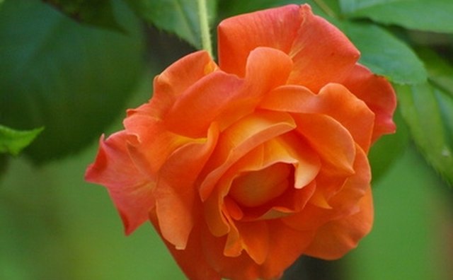 An orange rose is a nice color to use for a Chinese funeral.