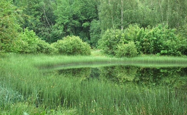 Silent retreats are often far from external noises to allow meditation without distraction.