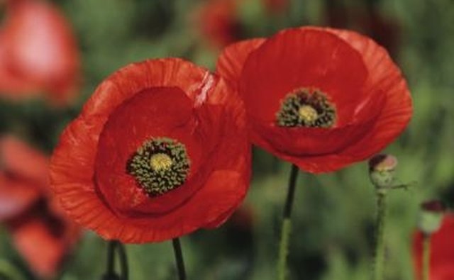 The corn poppy is the national flower of Poland.