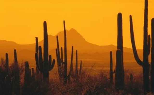 Large cacti are a common sight in the tropical desert.
