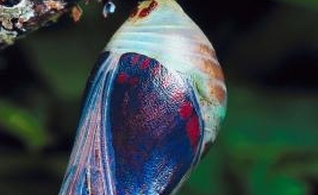 A cocoon is a form of death and rebirth or regeneration.