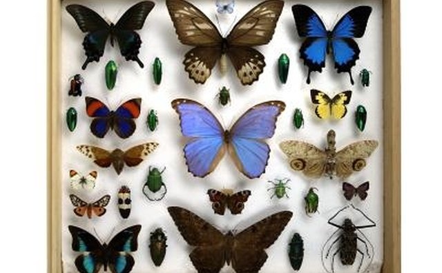 We are like the butterfly -- here today, gone tomorrow.