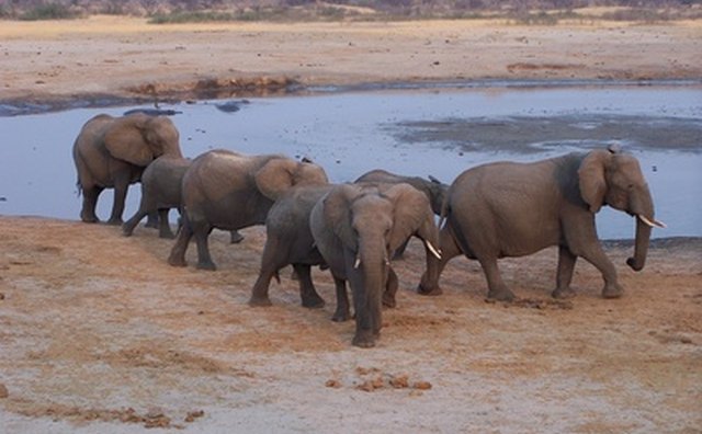 In 2003, Zoogoer estimated only 30,000 to 40,000 Asian elephants in the world.
