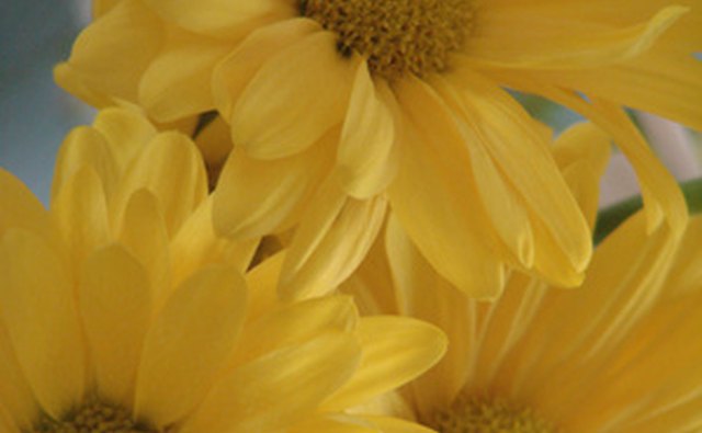 Yellow daises make for a vibrant 50th anniversary floral arrangement.