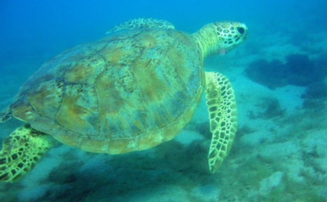 Mongabay reports a decrese in Caribbean sea turtle populations by 99 percent in 2006.
