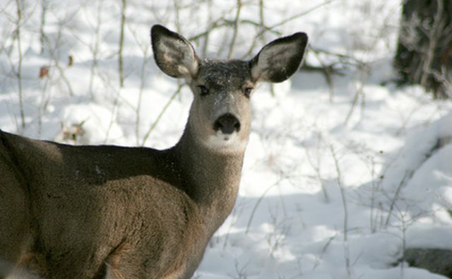 Cougars eat deer and other mammals.