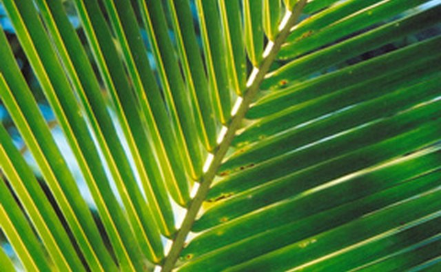 Palm frond