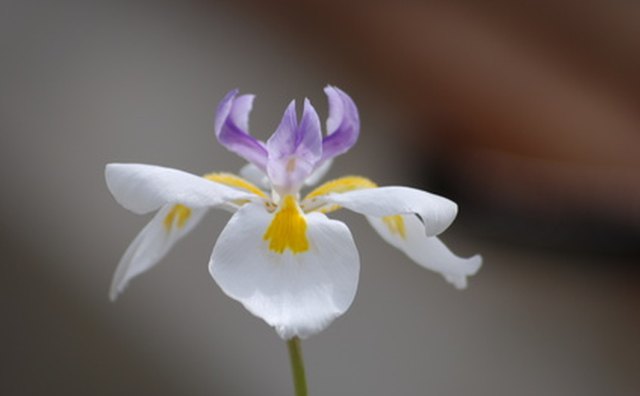 symbolic-meaning-of-hawaiian-flowers-our-everyday-life