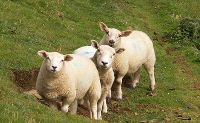 Sheep