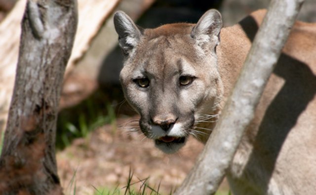Cougars can be very large in adulthood.