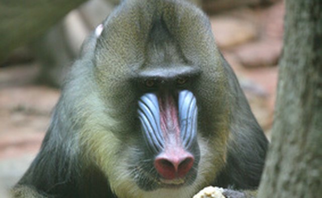 Great apes are part of the family Hominidae along with gorillas and humans.