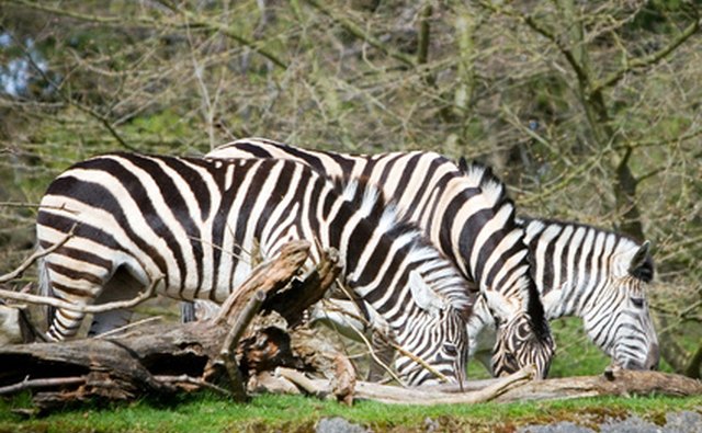 The arashi technique results in patterns imitating a zebra´s stripes.