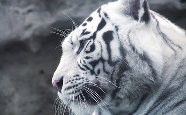 The tiger population globally has dwindled to about 3,000 members.
