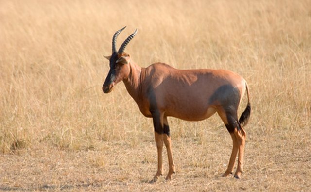 Nutrient-poor African savanna soil has few trees.