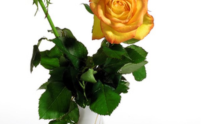 Yellow roses are associated with 50th anniversary celebrations.