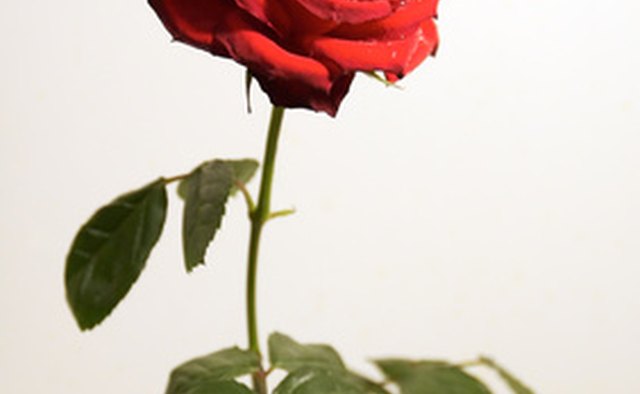 The soldier's sacrifice is symbolized by a red rose.