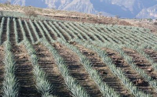 Agave field in Mexico