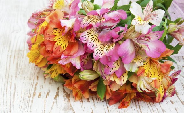 A bouquet of alstroemeria flowers.