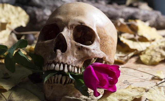A human skull with a rose in its mouth.