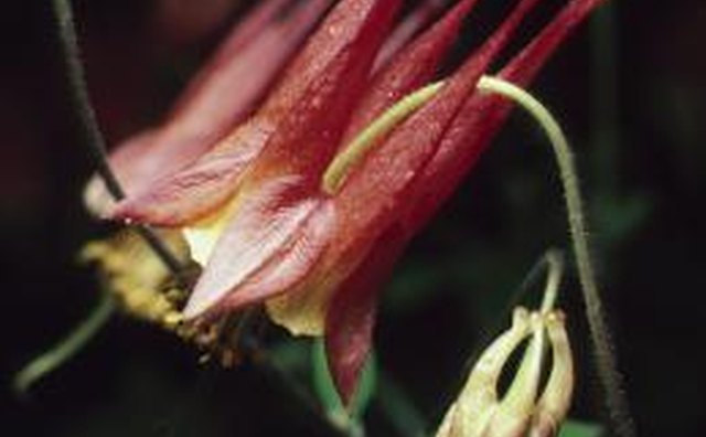 A blooming columbine blossom