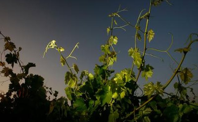 Grape vines at dawn
