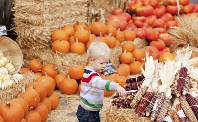 A toddler is walking around at a fall festival.