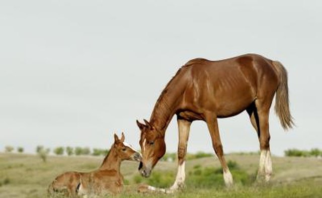 Foal with mother in field