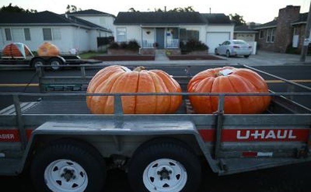 Giant pumpkins on a U-Haul trailer at the World Championship Pumpkin Weigh-Off Contest in Half Moon Bay, CA.