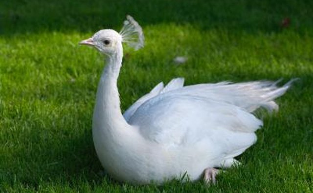 A single white peacock represents beauty and peace as well as the struggle of remaining flightless for its lifetime
