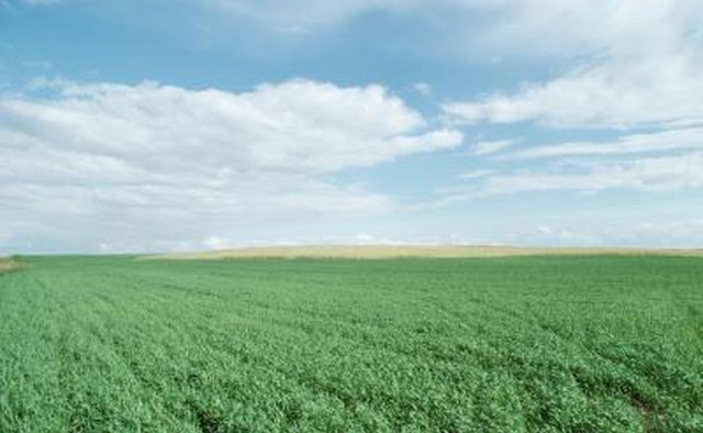 Although vast, the world's farmland is finite.