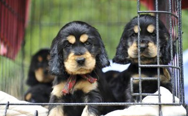 puppies at pet store