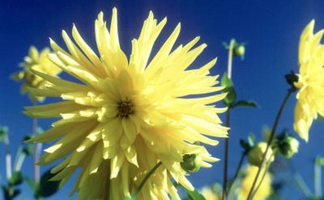Yellow dahlia flowers