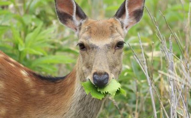 Deer eating leaves in Japan