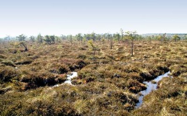 Peat bog